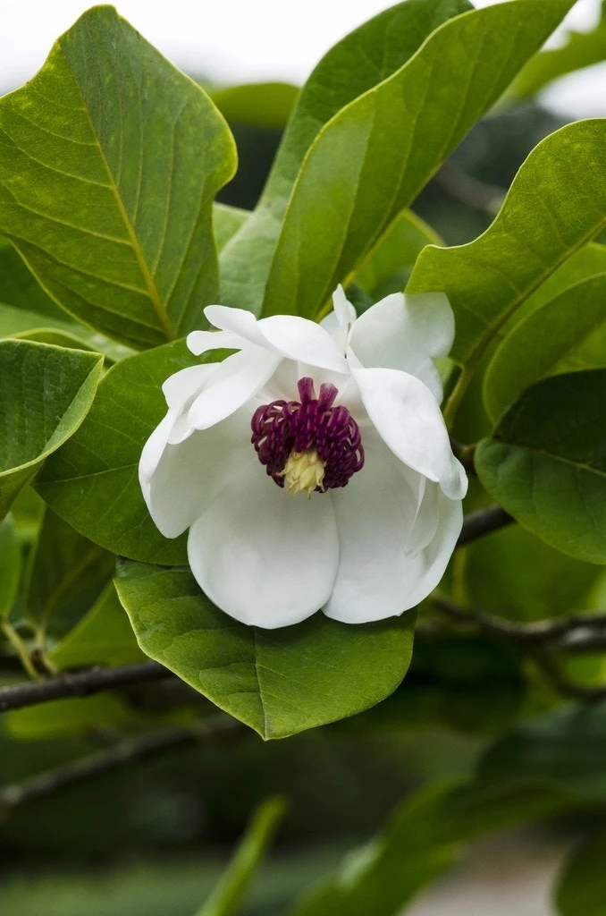 Beverboom (Magnolia Sieboldii) 3 Beverboom (Magnolia Sieboldii)