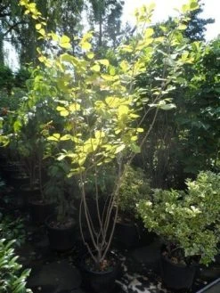 Beverboom (Magnolia Sieboldii) 11 Beverboom (Magnolia Sieboldii) -Groene Wereld magnolia sieboldii 175 200 c25