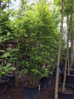 Beverboom (Magnolia Soulangeana) 18 Beverboom (Magnolia Soulangeana) -Groene Wereld magnolia soulangeana 300cm c130 1