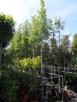 Beverboom (Magnolia Soulangeana Als Boom) -Groene Wereld magnolia soulangeana 8 10 12ho cont 2