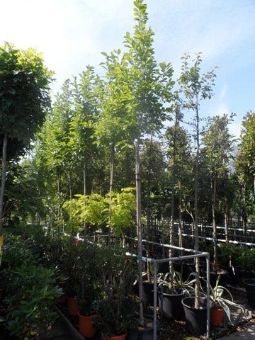 Beverboom (Magnolia Soulangeana Als Boom) 9 Beverboom (Magnolia Soulangeana Als Boom) - Afbeelding 7