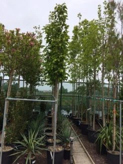 Beverboom (Magnolia Soulangeana Als Boom) -Groene Wereld magnolia soulangeana boom 10 12cm 1