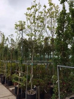 Beverboom (Magnolia Soulangeana Als Boom) -Groene Wereld magnolia soulangeana boom 14 16cm 1