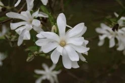 Stermagnolia (Magnolia Stellata) -Groene Wereld magnolia stellata 4