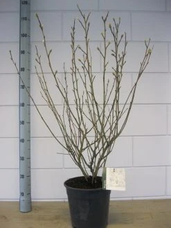 Stermagnolia (Magnolia Stellata) -Groene Wereld magnolia stellata c7 november 1 1