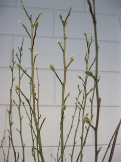 Stermagnolia (Magnolia Stellata) -Groene Wereld magnolia stellata c7 november 4 2