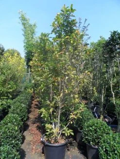 Beverboom, Struik (Magnolia Susan) -Groene Wereld magnolia susan 175 200 c50