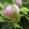 Beverboom (Magnolia Brooklynensis 'Woodsman') -Groene Wereld magnolia x brooklynensis woodsman 1
