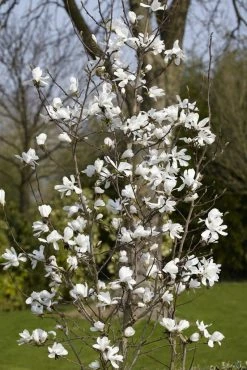 Beverboom (Magnolia Loebneri 'Merrill')