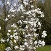 Beverboom (Magnolia Loebneri 'Merrill') 1 Beverboom (Magnolia Loebneri 'Merrill') -Groene Wereld magnolia x loebneri merrill01 3