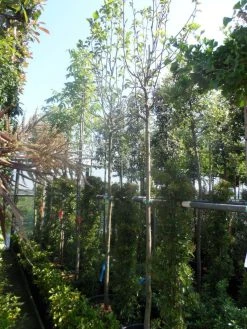 Beverboom (Magnolia 'Yellow River') -Groene Wereld magnolia yellow river 10 12 14ho cont 1