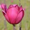 Beverboom (Magnolia 'Black Tulip') -Groene Wereld magnoliablacktulip3