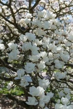 Beverboom (Magnolia Denudata)