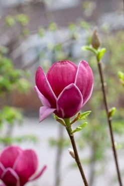 Beverboom (Magnolia 'Genie') -Groene Wereld magnoliagenie01