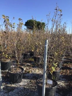 Beverboom (Magnolia 'Genie') -Groene Wereld magnoliagenie02