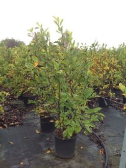 Beverboom (Magnolia Loebneri 'Leonard Messel') 8 Beverboom (Magnolia Loebneri 'Leonard Messel') -Groene Wereld magnolialeonardmessel02