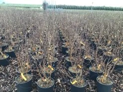 Beverboom (Magnolia Loebneri 'Leonard Messel') 9 Beverboom (Magnolia Loebneri 'Leonard Messel') -Groene Wereld magnolialeonardmessel03