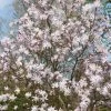 Roze Stermagnolia (Magnolia Stellata 'Rosea') -Groene Wereld magnoliastellatarosea02 1