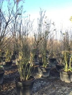 Meerstammige Beverboom (Magnolia 'Susan') -Groene Wereld magnoliasusanmeerstammig 2