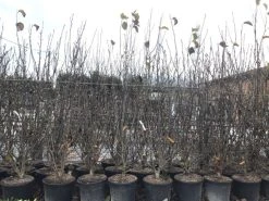 Beverboom, Struik (Magnolia Susan) -Groene Wereld magnoliasusanwinter