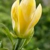 Beverboom (Magnolia Brooklynensis 'Yellow Bird') -Groene Wereld magnoliayellowbird01