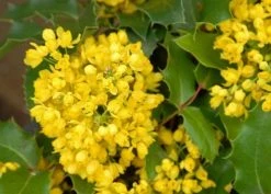 Mahoniestruik (Mahonia Aquifolium 'Apollo') 15 Mahoniestruik (Mahonia Aquifolium 'Apollo') -Groene Wereld mahonia apollo bloei 2