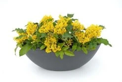 Mahoniestruik (Mahonia Aquifolium 'Apollo') -Groene Wereld mahonia apollo toepassing