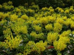 Mahoniestruik (Mahonia Aquifolium 'Apollo') 17 Mahoniestruik (Mahonia Aquifolium 'Apollo') -Groene Wereld mahonia apollo toepassing 1 2