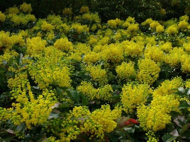 Mahoniestruik (Mahonia Aquifolium 'Apollo') 9 Mahoniestruik (Mahonia Aquifolium 'Apollo') - Afbeelding 7