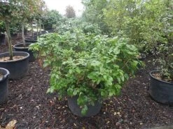 Mahoniestruik (Mahonia Aquifolium 'Apollo') 19 Mahoniestruik (Mahonia Aquifolium 'Apollo') -Groene Wereld mahonia aquifolium apollo c130 2