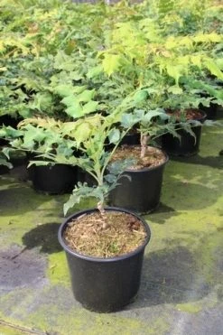 Chinese Mahoniestruik (Mahonia Bealei) -Groene Wereld mahonia bealei 1