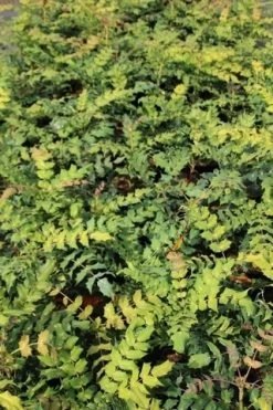 Chinese Mahoniestruik (Mahonia Bealei) -Groene Wereld mahonia bealei 2