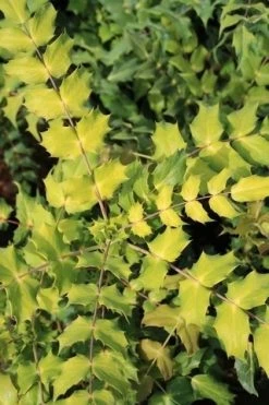 Chinese Mahoniestruik (Mahonia Bealei) -Groene Wereld mahonia bealei 3
