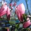 Beverboom (Magnolia 'Heaven Scent') -Groene Wereld mahscent 9 1