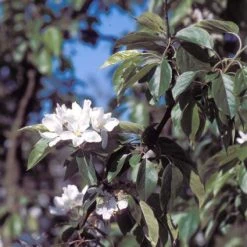 Sierappel (Malus 'John Downie') -Groene Wereld majdowni 12