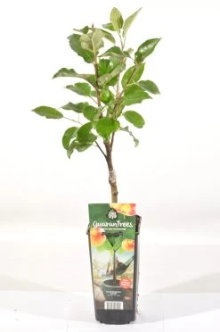 Appelboom (Malus Domestica 'Elstar') -Groene Wereld malus dom. elstar rp2l handappel zachtzuur