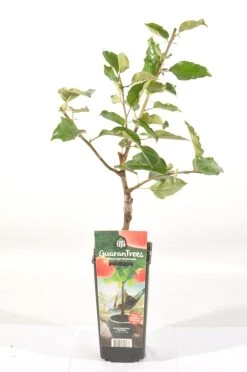 Appelboom (Malus Domestica 'Jonagold') -Groene Wereld malus dom. jonagold rp2l handappel laat zachtzuur