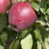 Appelboom (Malus Domestica 'Beauty Of Bath') -Groene Wereld malus domestica beauty of bath