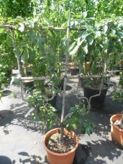 Appelboom (Malus Domestica ) -Groene Wereld malus domestica eetappel dubbel u leivorm