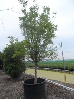 Appelboom (Malus Domestica ) -Groene Wereld malus domestica eetappel halfstam 30 40 c750