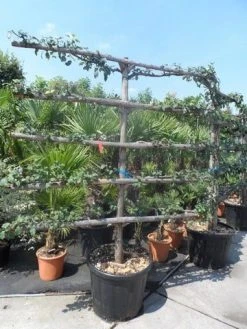 Appelboom (Malus Domestica ) -Groene Wereld malus domestica eetappel oude leivorm 1