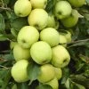 Appelboom (Malus Domestica 'Golden Delicious') -Groene Wereld malus domestica golden delicious 1
