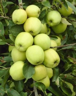 Appelboom (Malus Domestica 'Golden Delicious')