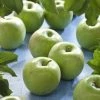 Lei-Appel (Malus Domestica 'Granny Smith') -Groene Wereld malus domestica granny smith