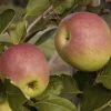 Appelboom (Malus Domestica 'Notarisappel') -Groene Wereld malus domestica notarisappel