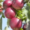 Appelboom (Malus Domestica 'Rode Jonathan') 1 Appelboom (Malus Domestica 'Rode Jonathan') -Groene Wereld malus domestica rode jonathan