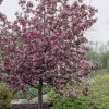 Sierappel (Malus 'Rudolf') -Groene Wereld malus domestica rudolph01 1