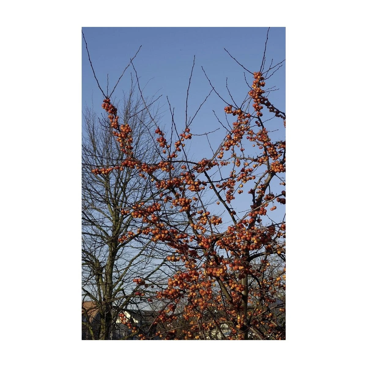 Sierappel Als Struik (Malus 'Evereste') 5 Sierappel Als Struik (Malus 'Evereste') - Afbeelding 3