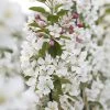 Sierappel (Malus 'Evereste') -Groene Wereld malus evereste02