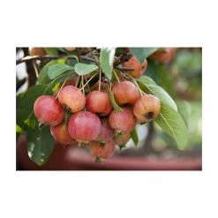 Sierappel Als Struik (Malus 'Evereste') 9 Sierappel Als Struik (Malus 'Evereste') -Groene Wereld malus evereste03 3
